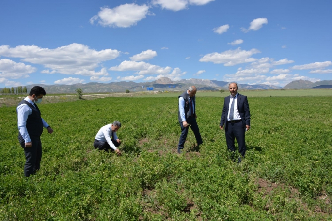 Aşkale’de zirai don tespiti